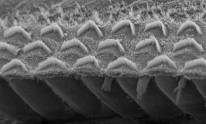 Gene therapy restores hearing in deaf mice